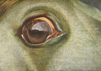 ŽIRGO ŽVILGSNIS, 2008