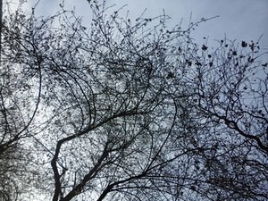 Pavasario grafika – vaizdas pro rašytojo namų langus prie Nacionalinio Viduramžių meno muziejaus Paryžiuje, fotografuota V. Papievio