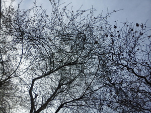 Spring graphics - image seen through the window of the writer's home next ot the National Medieval Art Museum in Paris. Photo by V. Papievis.