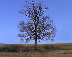 Patricija Gilytė. „Corvidae_Tree“, 2006, 7:30, stop kadras