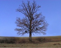 CORVIDAE I. MEDIS, 2006, video.