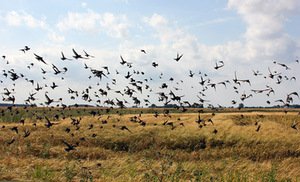 Iš J. Jarulytės projekto „Lietuvos Šiaurė“. Menininkės archyvo nuotr.