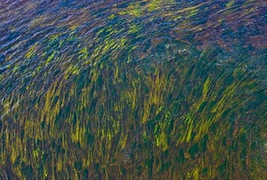 F. Kerpausko nuotr.jpg