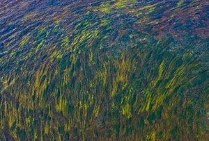 F. Kerpausko nuotr.jpg F. Kerpausko nuotr.jpg