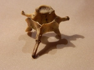 Artūro Rimkevičiaus darbo „Mirtis-Gimimas“ inspiracijos šaltinis