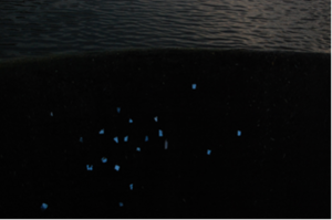 Vijolė Lukoševičiūtė. „Žvejo žvaigždynas“ Vijolė Lukoševičiūtė. „Žvejo žvaigždynas“